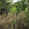 写真3　伐開する前の松林