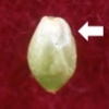 写真1　カラスビシャクの果実とエライオソーム