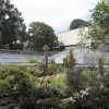 写真5　バーゼル大学付属植物園の温室