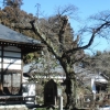 写真2　金剛寺本堂脇のソメイヨシノ
