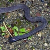 写真1　湿った森林土壌に多いタカチホヘビ