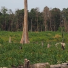 バイオエタノールの原料となる作物を植えるために開墾された熱帯林（カンボジア）
