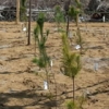 写真3　クロマツと落葉広葉樹の混植試験植栽地