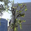 写真3　強剪定された街路樹の姿１