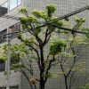 写真3　強剪定された街路樹の姿２