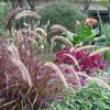 写真4　初夏に植えたペニセタムが秋の風情に