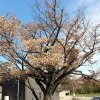 加賀市橋立町にある樹齢60年のハシタテキクザクラ