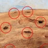 写真5　 枯死・伐採木から切りだした根におけるクロカミキリ幼虫の穿入孔（○）
