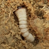 写真6　枯死株の根に寄生しているクロカミキリ幼虫