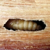 写真7　根におけるクロカミキリの蛹室