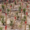 写真1　抵抗性クロマツ等の植栽状況