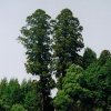 写真2　亭々とそびえ立つ神社の神杉