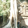 写真4　熱帯地方の巨木