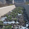 写真1　二面張り付け替え河川河床における自然再生工事竣工時（大阪府岬町 2016年）