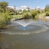 かいぼり前で濁っている公園の小さな池