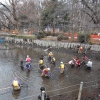 都市公園の大きな池（井の頭池）でもかいぼりに挑戦（写真2）