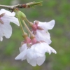 写真1　越の彼岸桜（高岡古城公園）