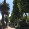 写真1　入り口のプラタナス大木並木
