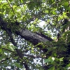 写真1　落枝危険　樹冠の中に埋没しやすい
