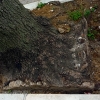 写真2　歩道改修工事によって地際根株が切断された街路樹