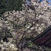 写真3　金櫻神社と欝金の桜（提供：金櫻神社）