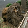 写真1　平成23年台風15号のケヤキの倒伏と根株の状況2