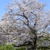 写真2　神代植物公園のソメイヨシノ（樹齢65年）