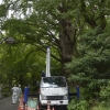 写真3　 と高所作業車を使用した樹木診断の様子