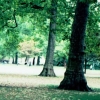写真1　ロンドン・リーゼントパーク内の緑地