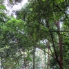 写真3　シンガポール植物園内の熱帯多雨林