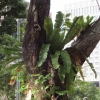 写真8　シンガポール市内街路樹の着生植物