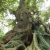 写真2 スダジイの巨木1