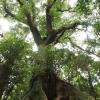 写真2 スダジイの巨木2