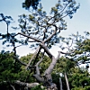 写真1　歴代「羽衣の松」の樹勢変化（2代目）