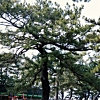 写真1　歴代「羽衣の松」の樹勢変化（3代目）