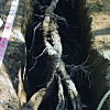写真2　水平根の分布と根の損傷（影向の松根系）