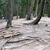 写真8　凸型傾斜面での根の露出