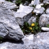 写真6　氷河の岩肌に咲く高山植物