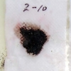 写真2　過湿還元性土壌のジピリジル呈色反応