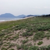 写真3　鳥取砂丘付近でみられる海浜植生の成帯構造