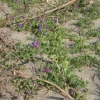 写真2　クロマツ倒木の下で繁茂する海浜植物