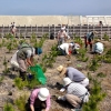 写真6　仙台荒浜での盛土上の植栽（2015年）