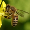 写真1　 菜の花を訪花するニホンミツバチの働き蜂