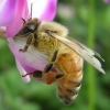 写真1　 レンゲの花を訪花するセイヨウミツバチの働き蜂