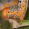 写真2　キオビエダシャクの幼虫