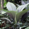 写真3　巨大なヤシ科の植物：Silver Joey