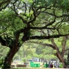 写真4　公園内のダイナミックな緑のデザイン