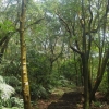写真3　暖温帯常緑樹林に被われている七星山の南斜面