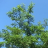 写真6　植栽木を被圧するニセアカシア