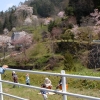 写真3　与一野のしだれ桜（中央左奥）とたくさんの農作業服の案山子